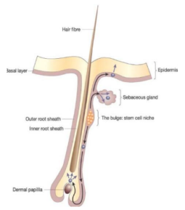 Circulation at the Root - PRP + Carboxytherapy Sessions